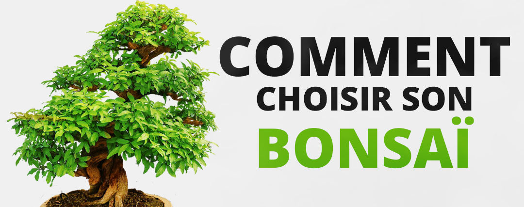 Choisir un bonsaï : nos conseils à suivre pour faire le bon choix