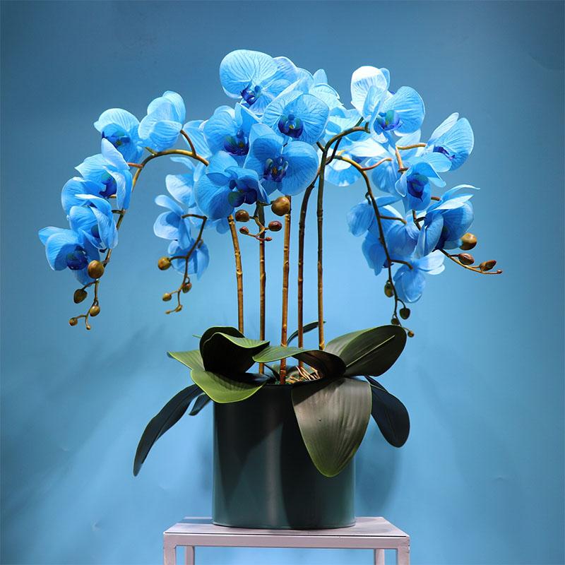 Orchidée Phalaenopsis Bleu