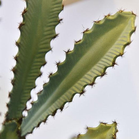plante artificielle cactus