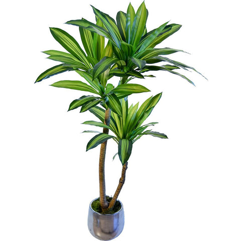 plante dracaena marginata