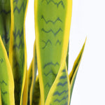 agave americana variegata