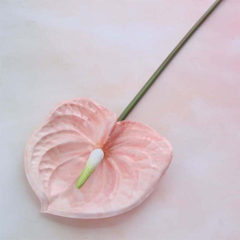 anthurium rose pale