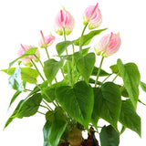 anthurium rose