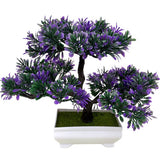 bonsai violet