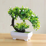 bonsai a fleur blanche