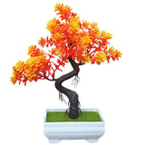 bonsai flamboyant