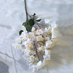 bougainvillier blanc branche 90 cm
