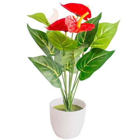 bouquet anthurium