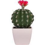 cactus à fleurs roses