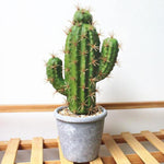 cactus artificiel pour exterieur
