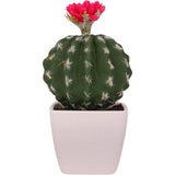 cactus boule fleur rose