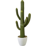 cactus de mexico