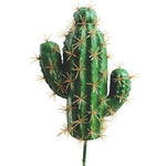 cactus desert mexique
