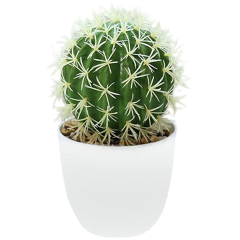 cactus en boule