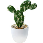 cactus opuntia