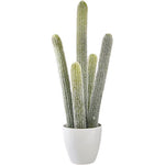 cactus poilu