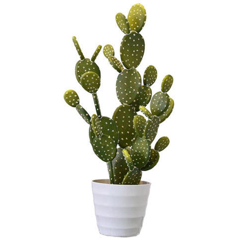 cactus raquette