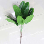 feuilles de strelitzia