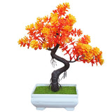 flamboyant bonsai