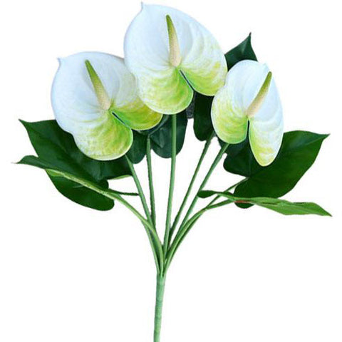 fleur anthurium blanc