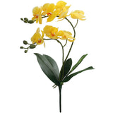 fleur orchidée jaune