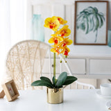 fleur orchidee jaune