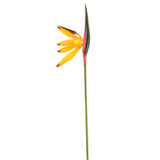 fleur strelitzia