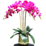 fuchsia phalaenopsis orchid