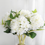 hortensia blanc grosse fleur