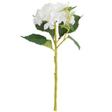 hortensia hydrangea blanc