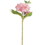 hortensia rose pale
