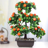 oranger bonsai