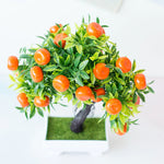oranger bonsai