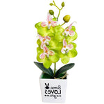 orchidée blanche et verte