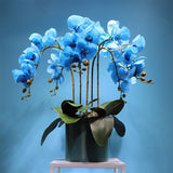 orchidee bleue phalaenopsis