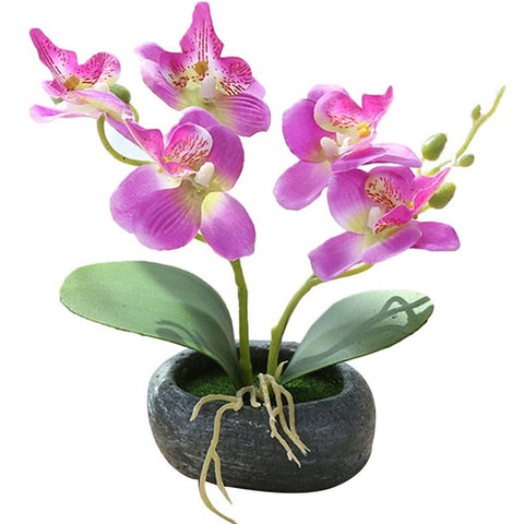 orchidée d extérieur en pot