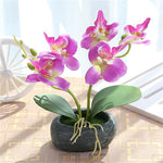orchidee d exterieur