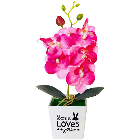 orchidée en pot