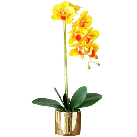orchidée fleur jaune