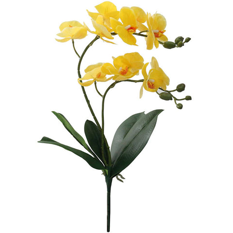 Fleur Orchidée Jaune