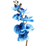 orchidee phalaenopsis bleu