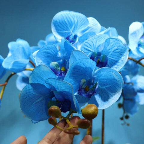 orchidee phalaenopsis bleue entretien