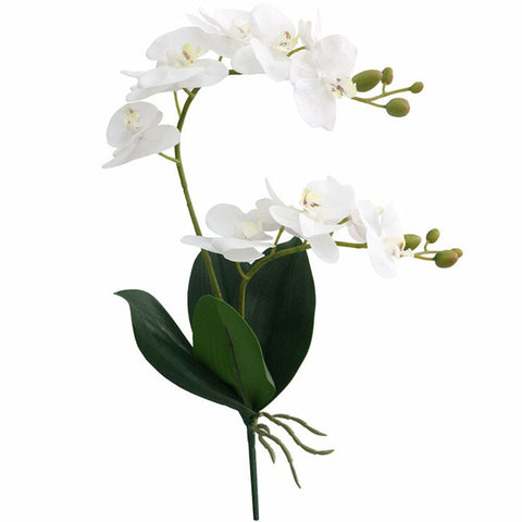 orchidée tige blanche