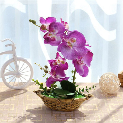 orchidée vanda violette