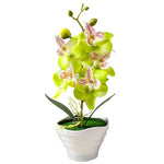 orchidée vert anis