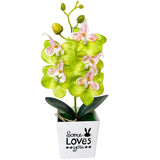 orchidée verte