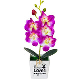 orchidée violette et blanche