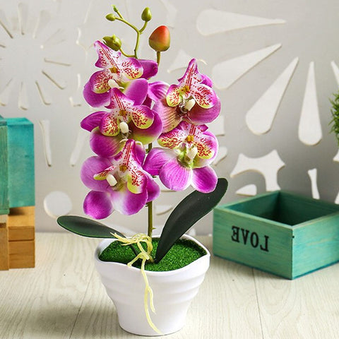 petite orchidée