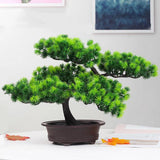 pin bonsai exterieur