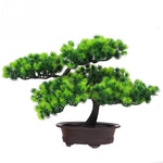 pin bonsai interieur